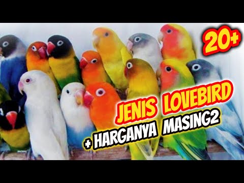 Video: Berapa harga lovebird berwajah pic?