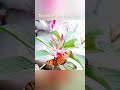 #butterfly #naturelovers #natureart #flowers #viralshorts #telugusongs #love #devisriprasad