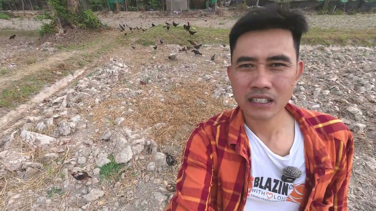 ฝึกหัดให้ลูกไก่ออกหากินเองตามธรรมชาติตามทุ่งนาพูดคุยเรื่องอาหาร  วิถีชีวิตบ้านๆท้องไร่ท้องนา