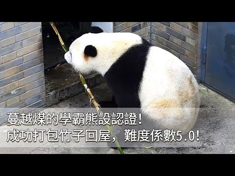 《熊貓早晚安》蔓越煤的學霸熊設認證！成功打包竹子回屋，難度係數5.0！ | iPanda
