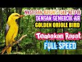 Masteran Paling Dicari Kicau Burung Luar Negeri Golden Oriole Mp3 - Mp4 Download