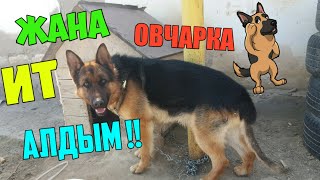 Жаңа Ит Алдым | Немецская Овчарка