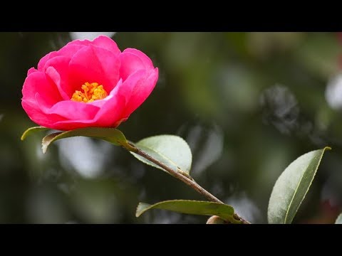 Sazanka Tree 山茶花 (Camellia sasanqua)