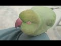 female parrot voice 