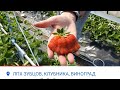 Первый сбор🍓🍓🍓 Флер в балагане.