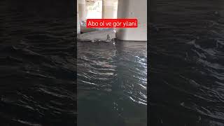 Kuruyan Nehirde Kara Yılan Viral