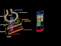 Переход кислорода из альвеол в капилляры