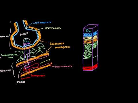 Видео: Разница между перфузией и диффузией