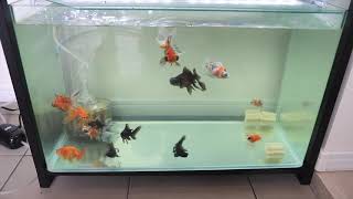 09【金魚】ホームセンターで安売りされていた金魚の紹介