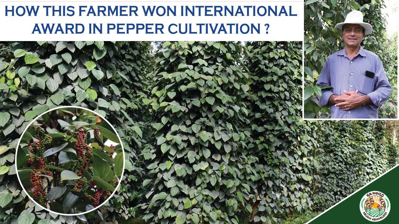 HOW WE BECOME WORLD LEADERS IN PEPPER CULTIVATION ?