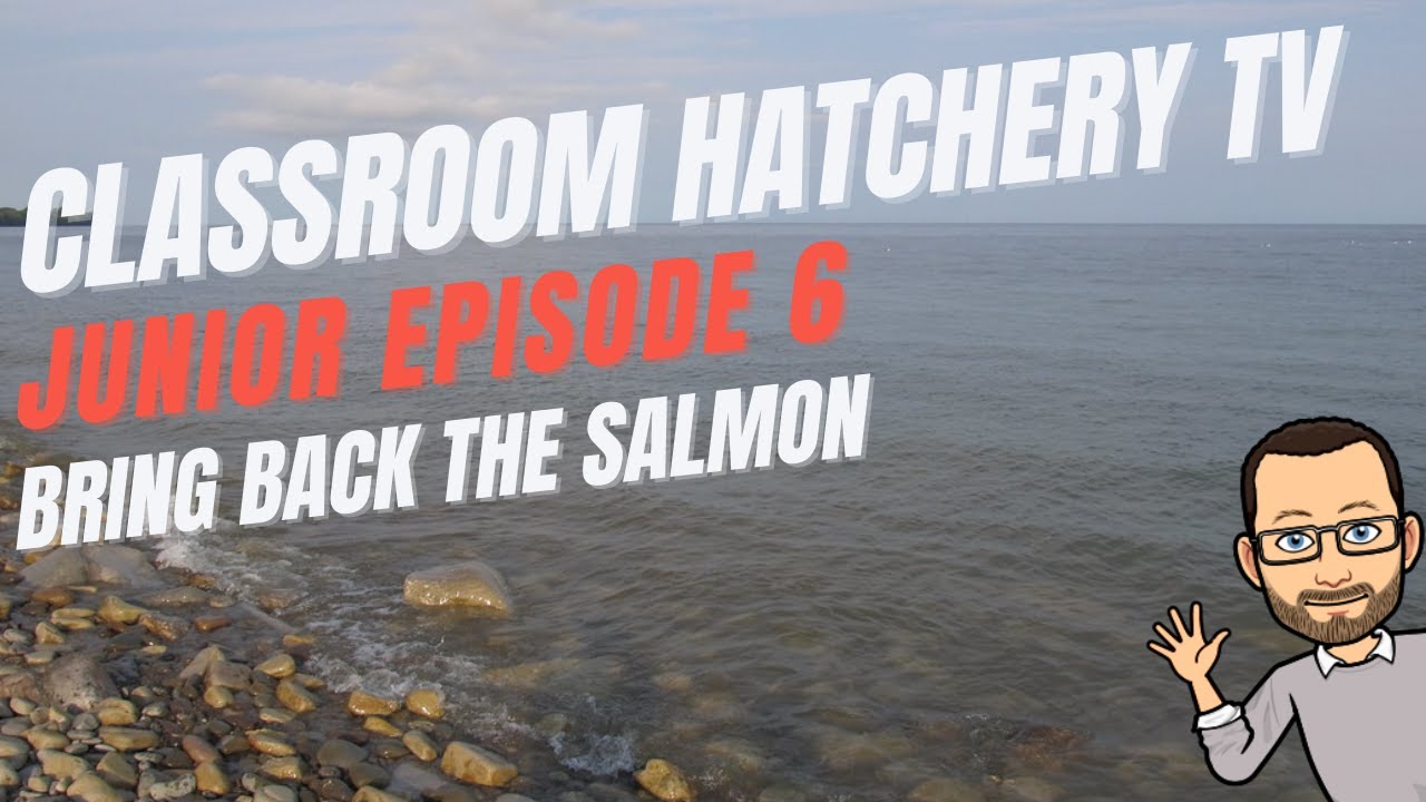 Classroom Hatchery Television - Junior Level Episode 6