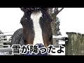 雪に馬達が興味津々！今日の放牧風景【乗馬・馬術】【HorseCommunicationJapan】