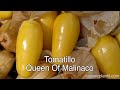 Tomatillo Queen Of Malinalco | Organic Plant It