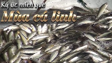 Ký ức miền quê | Mùa cá linh | THKG