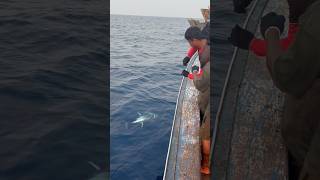 Long line,yellow tone office 35kg .#Telugu #teluguvideos #longlineyellowtoneoffice #fishing#support