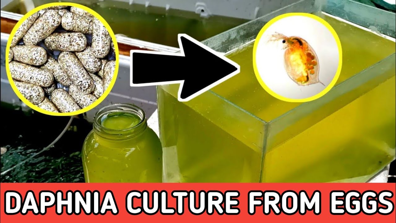 HOW TO HATCH DAPHNIA EGGS || HOW TO CULTURE DAPHNIA