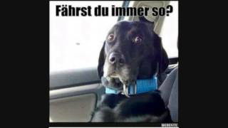 Die 10 Besten Hunde Fotos