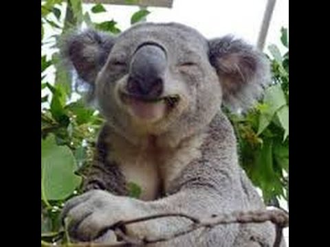 Koala Bears In Wild In Australia Adelaide Youtube