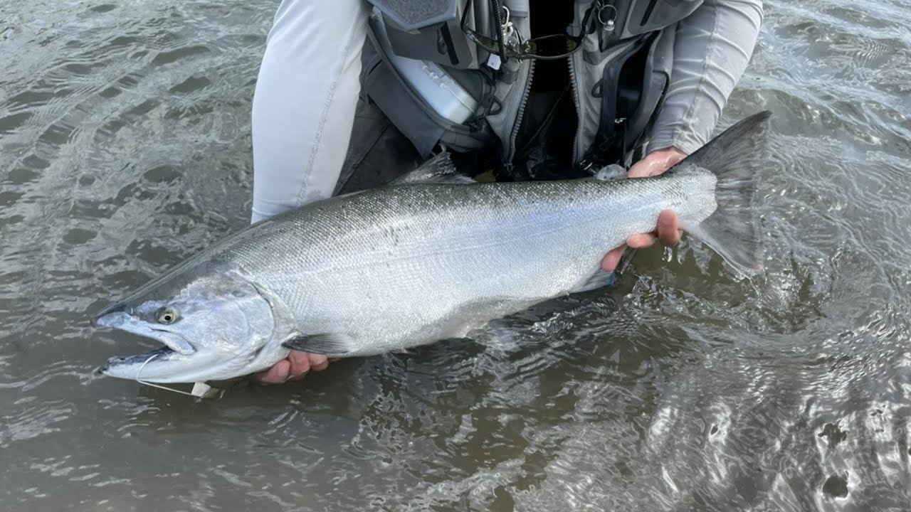 【岩手県 サクラマス】69cm 5.1kg 雄