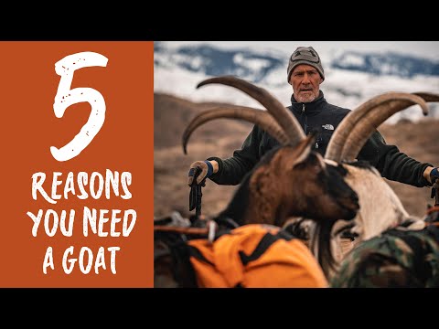 فيديو: 5 أسباب لماذا هو متعة امتلاك الماعز