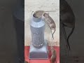 Best mouse trap plastic pipe/good rat trap at home #rattrap #mousetrap #rat #trap #mouse