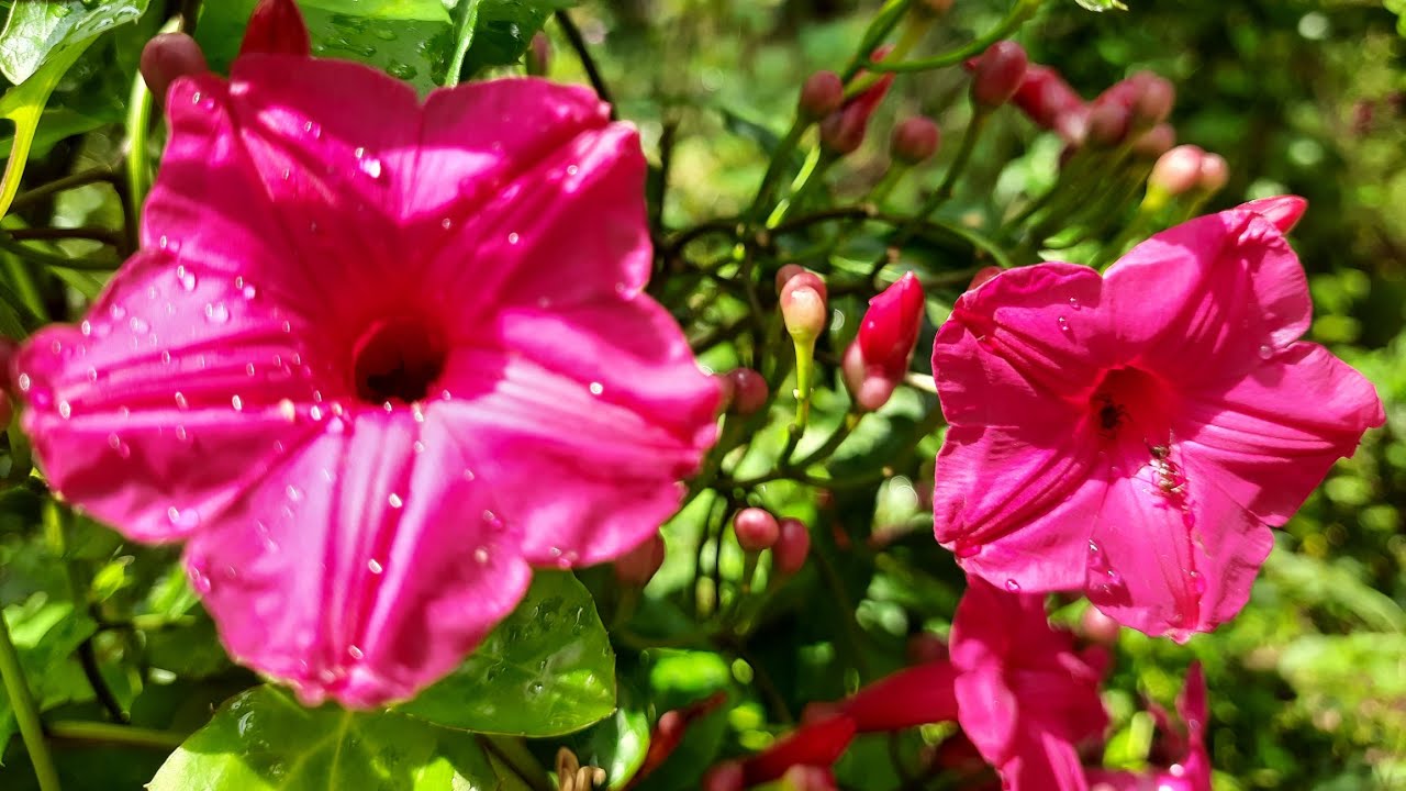Winter flowering plant Cardinal Creeper/Ipomoea Horsefalliae plant care