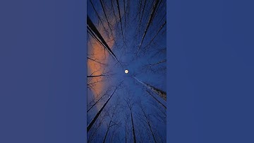 Forest night moon video with relax || #trending #forest #whatsappstatus #viral