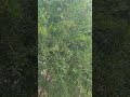 ما اجمل الطبيعه سبحان الله الخالق العظيم الذي سخره لنا هذا ما اجمل الطبيعه سبحان الله الخالق العظيم الذي سخره لنا هذا