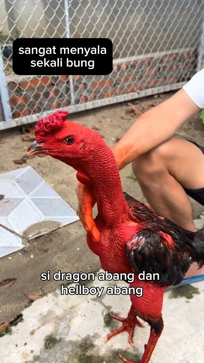 1 miliar 2 ekor ayam ganoy ngon dragon abang