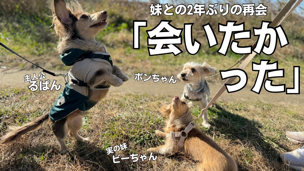 生後2ヶ月で離れ離れになった兄妹ダックスが2年ぶりに再会。キュンキュンモード全開の感動シーンを予想してたのですが・・・。