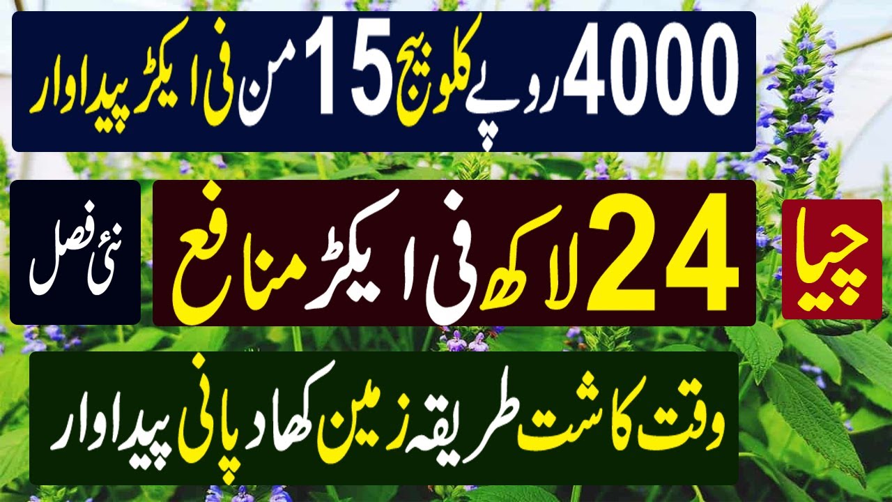 Chia seeds earn Bumper Incomes | Chia New Crop in Pakistan | چیا سیڈ کی کاشت