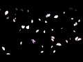 Rose Petals Black screen Video Effect