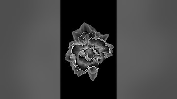Perlin noise flower visualisation