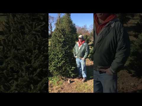 Video: Ferme de pomi de Crăciun din Long Island