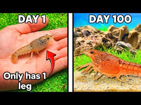 Raising a Crayfish for 100 Days