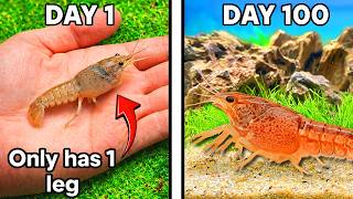 Raising a Crayfish for 100 Days