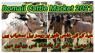 Domail Bulls Mandi 2021 | Domail Cattle Bazar 2021 | Domail Mandi 2021