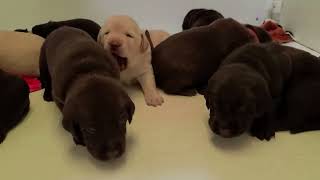 DJ Labradors~  2 week old puppies!