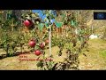 Biggest Apple Farm of Nepal