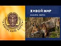 Живой мир. Амурский берег. Скоро лето