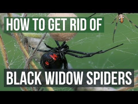 How to Get Rid of Black Widow Spiders (4 Easy Steps)