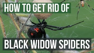 Top 20 how to kill a black widow