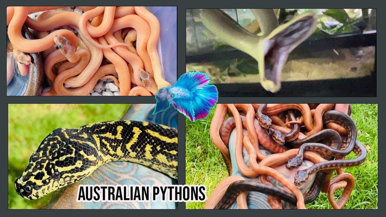 100+ NEW BABY AUSTRALIAN PYTHONS 🐍 🪱🪱 - YouTube