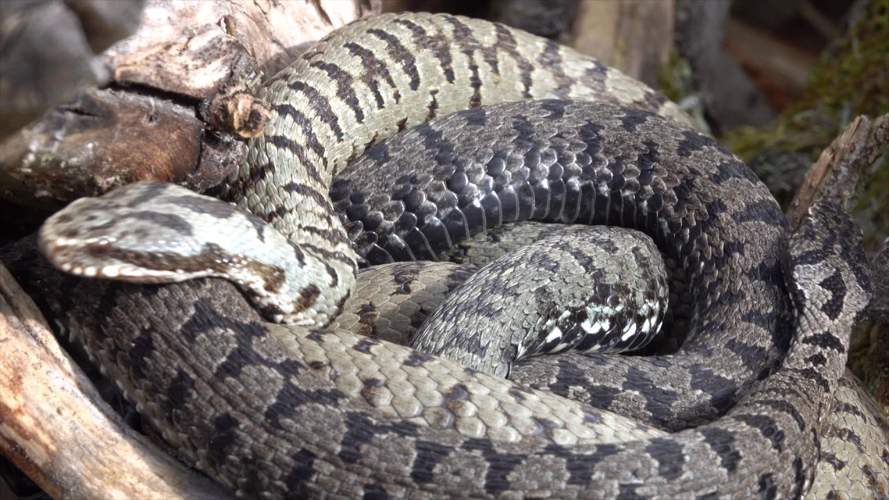 hornets font Common european viper, mating. Kreuzotter, Paarung