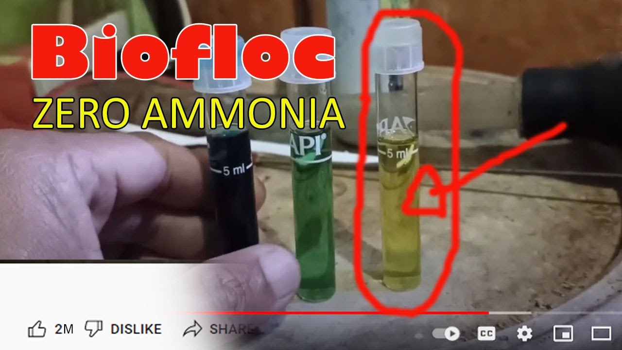 Enhanced Biofloc system good water quality zero ammonia water test in ...