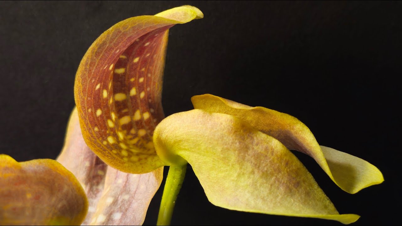 Bulbophyllum grandiflorum. Особенности и пересадка. Все тонкости ухода за бульбофиллумами 