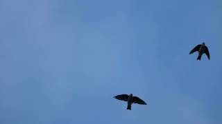 SWALLOWS IN THEIR AUTUMN MIGRATION