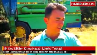 İlk Kez Dikilen Kinoa Hasadı İzleyici Topladı