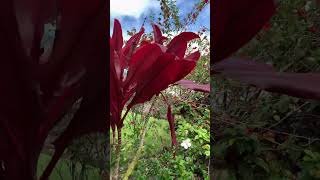 Beautiful Hawaiian plants. Красивые растения на Гавайях 🌺 #shortvideo #растения #hawaiianplants