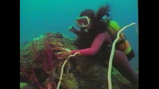 Scuba Divers Diving Coral Sea 1980S